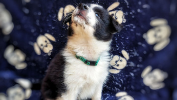 Border collie kölykök gazdit keresnek