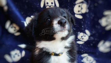 Border collie kölykök gazdit keresnek