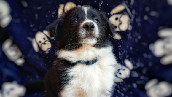 Border collie kölykök gazdit keresnek - 4/6