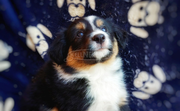 Border collie kölykök gazdit keresnek - 5/6