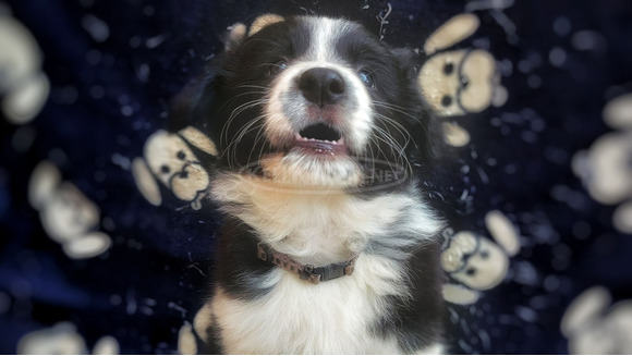 Border collie kölykök gazdit keresnek - 6/6