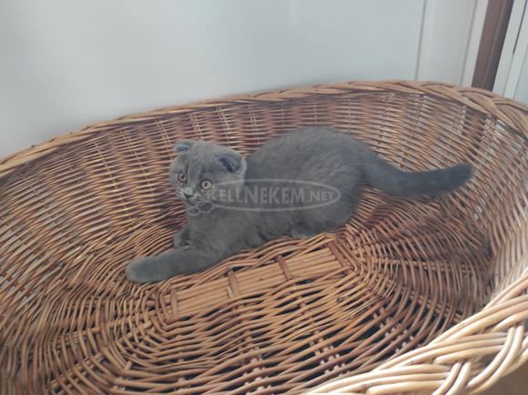 Skót törzskönyves kiscicák eladók! - 2/6