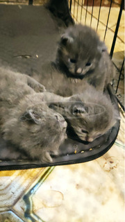 Karthauzi jellegű kiscicák