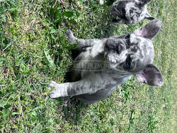 Francia bulldog kiskutyák