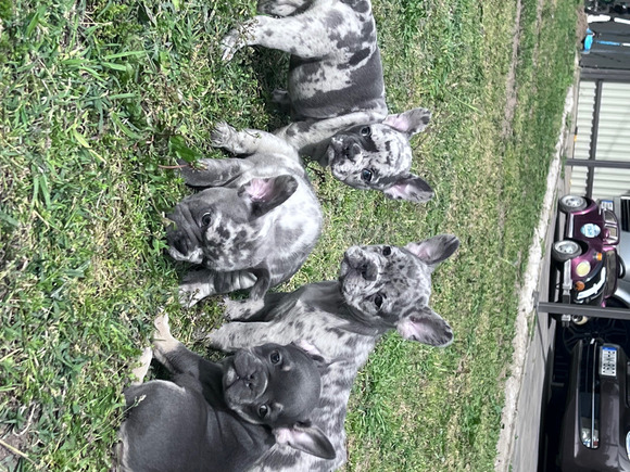 Francia bulldog kiskutyák - 4/4