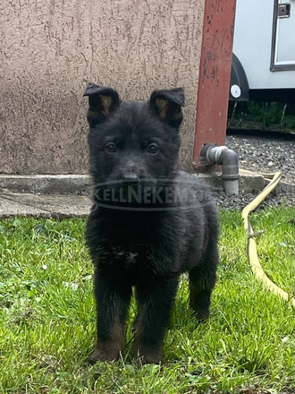 Munkavérvonalú németjuhász kölykók eladók - 7/8
