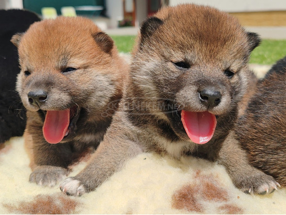Törzskönyves shiba inu fiúk - 1/12