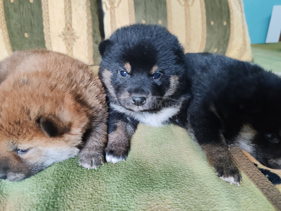 Törzskönyves shiba inu fiúk - 2/12