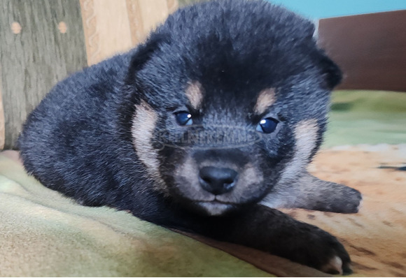 Törzskönyves shiba inu fiúk - 3/12