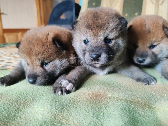 Törzskönyves shiba inu fiúk - 4/12