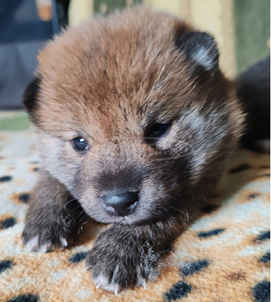 Törzskönyves shiba inu fiúk - 5/12