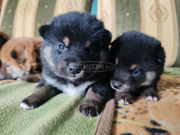 Törzskönyves shiba inu fiúk - 6/12