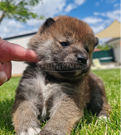 Törzskönyves shiba inu fiúk - 7/12