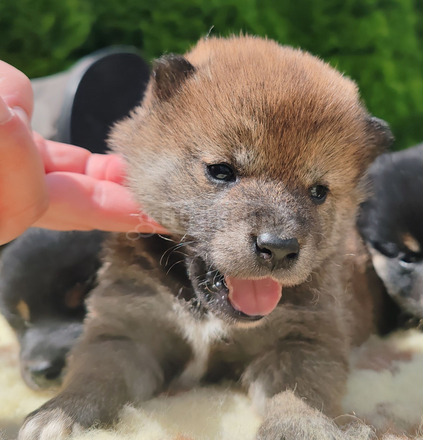 Törzskönyves shiba inu fiúk - 8/12