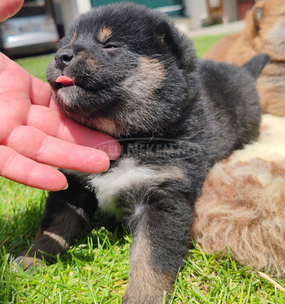 Törzskönyves shiba inu fiúk - 9/12