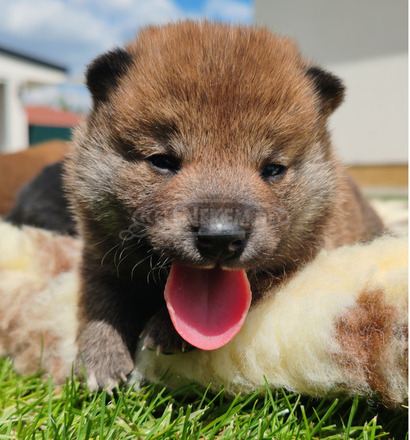Törzskönyves shiba inu fiúk - 10/12