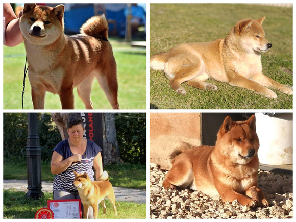Törzskönyves shiba inu fiúk - 11/12