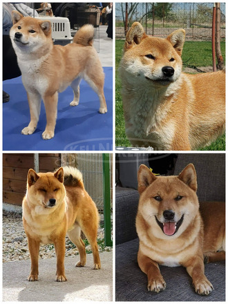 Törzskönyves shiba inu fiúk - 12/12