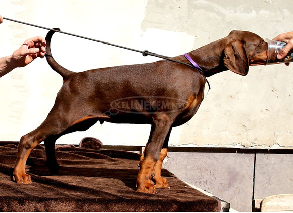 DOBERMANN IN PREMIUMQUALITAT - 1/5