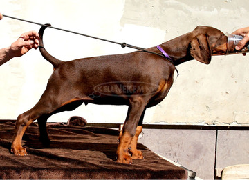 DOBERMANN IN PREMIUMQUALITAT