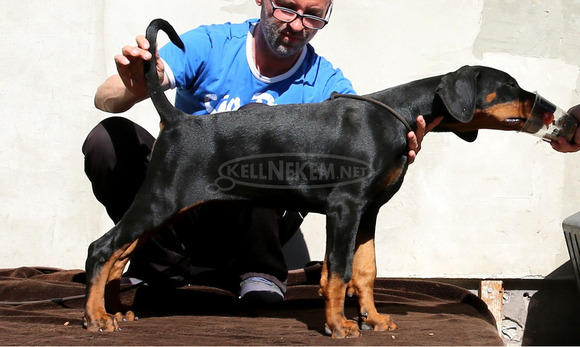 DOBERMANN IN PREMIUMQUALITAT - 2/5