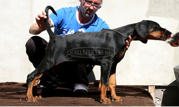 DOBERMANN IN PREMIUMQUALITAT