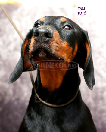 DOBERMANN IN PREMIUMQUALITAT - 3/5
