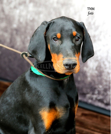 DOBERMANN IN PREMIUMQUALITAT - 5/5