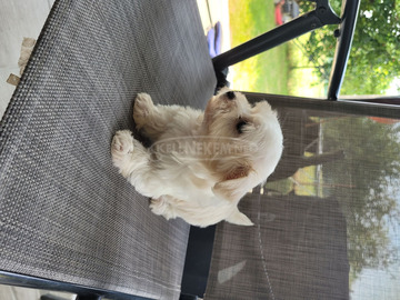 Bichon havanese 8 hetes kislány Kisméretű