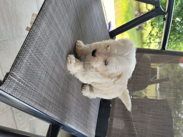 Bichon havanese 8 hetes kislány Kisméretű