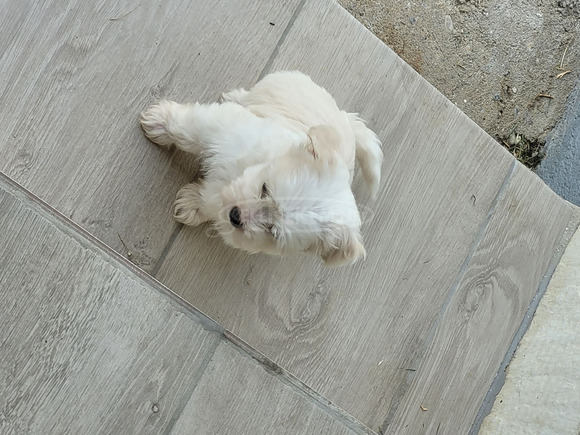 Bichon havanese 8 hetes kislány Kisméretű - 3/3