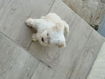 Bichon havanese 8 hetes kislány Kisméretű