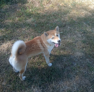 Shiba inu kan eladó