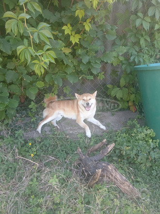 Shiba inu kan eladó - 2/3