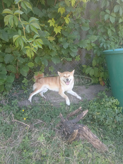 Shiba inu kan eladó