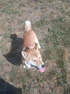 Shiba inu kan eladó