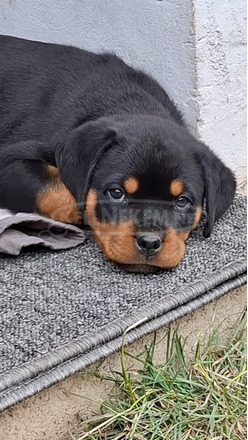 Rottweiler szuka kölyök - 1/2