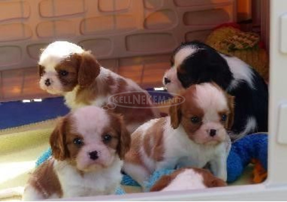 Cavalier King Charles spániel kutyafajta - 1/1
