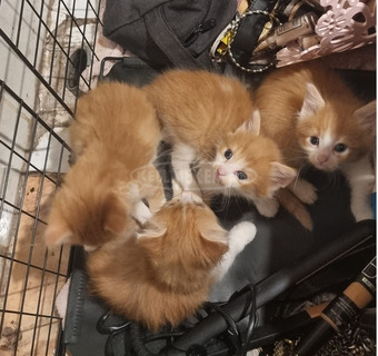 Perzsa és Maine Coon 5 hetes macskák