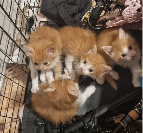 Perzsa és Maine Coon 5 hetes macskák - 2/4