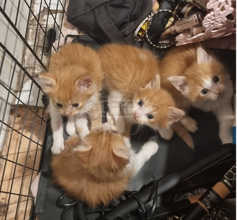 Perzsa és Maine Coon 5 hetes macskák