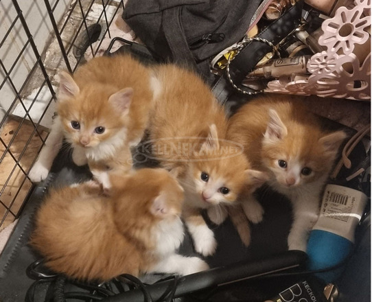 Perzsa és Maine Coon 5 hetes macskák - 3/4