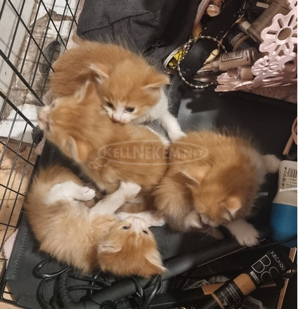 Perzsa és Maine Coon 5 hetes macskák - 4/4