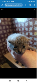Karthauzi jellegű kiscicák