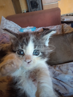 main coon babák