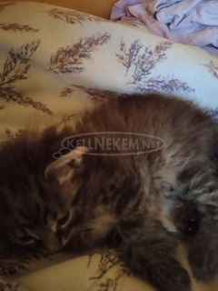 main coon babák