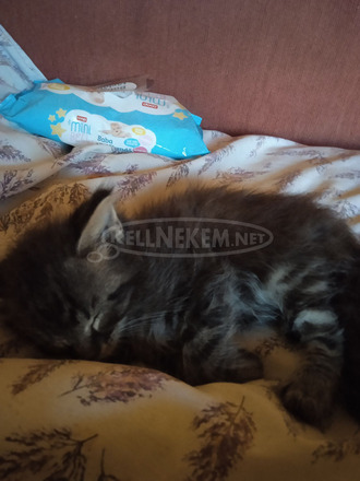 main coon babák - 3/6