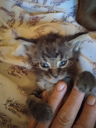 main coon babák - 4/6