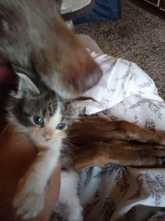 main coon babák - 5/6