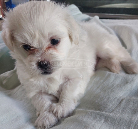 Bichon bolognese fajtatiszta jellegű kiskutyák - 1/1